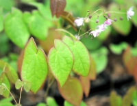 Pale pink flowers with attractive brown edged foliage